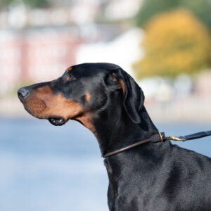 doberman wearing a brown rolled leather collar