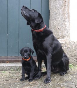 Labradors in leather collars