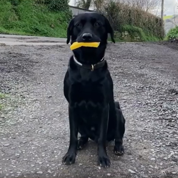Black Labrador holding a yellow sponge