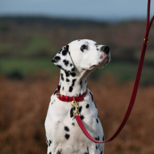 Dalmation wearing a red leather dog collar and lead