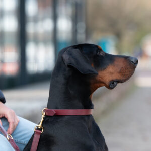 Doberman dog wearing a burgundy leather collar